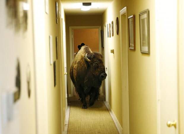 Interesting pictures with animals 15