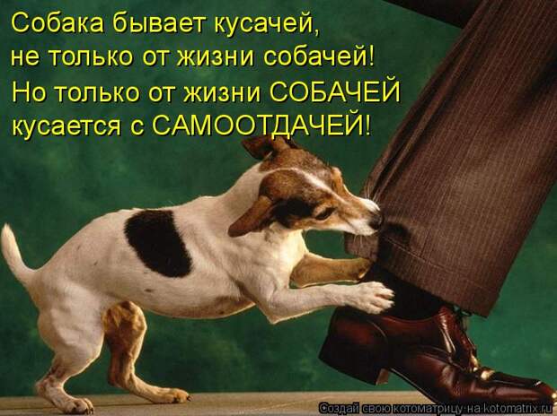 Котоматрица: Собака бывает кусачей, не только от жизни собачей! кусается с САМООТДАЧЕЙ! Но только от жизни СОБАЧЕЙ