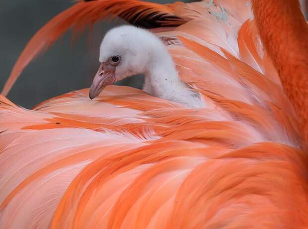 Interesting pictures with animals 12