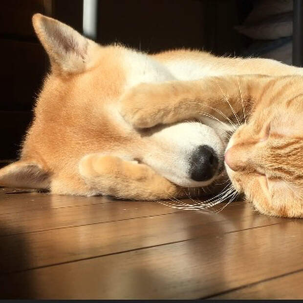 Без кота и жизнь не та