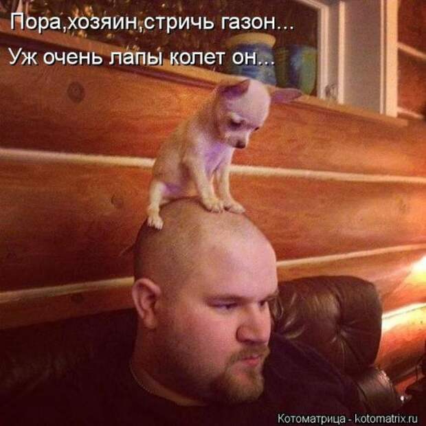 Котоматрицы(картинки с надписями)