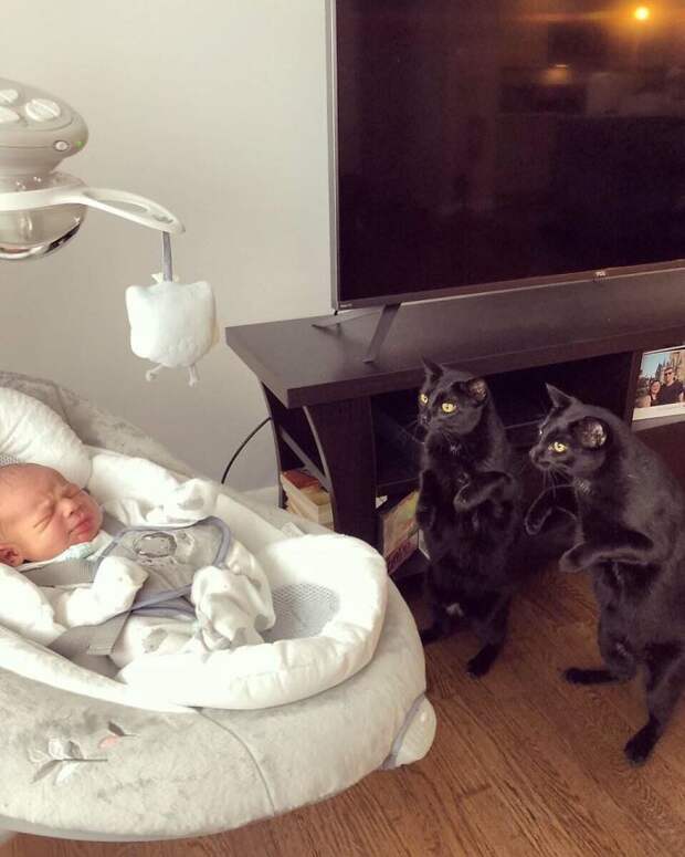 два кота и ребенок