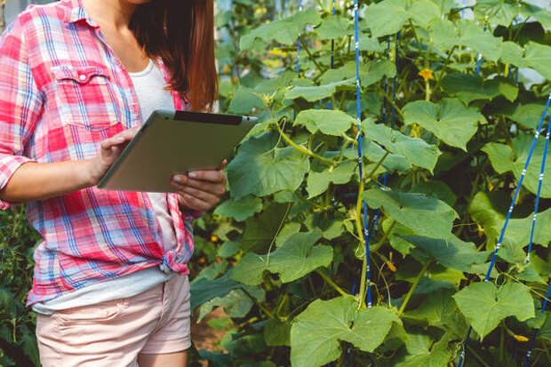 Теперь ответы на свои садово-огородные вопросы ищем в интернете