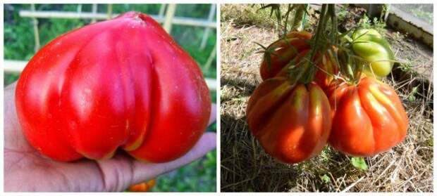 Позднеспелый сорт томата Бычье сердце