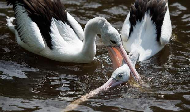 Interesting pictures with animals 04