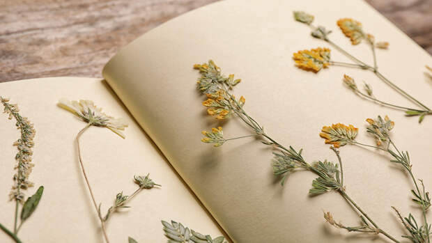 Черные страницы Красной книги растений: 7 видов, которые мы больше не увидим