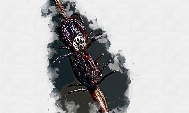 В Орловской области проснулись клещи