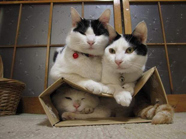 три кота и картонная коробка