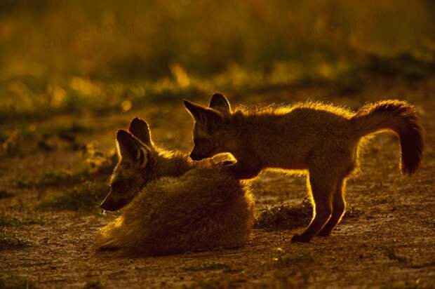 wildlife wildlife