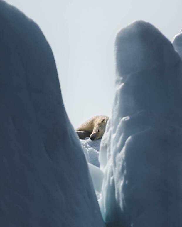 Шикарные фотографии из арктической экспедиции Джо Шаттера арктика, гренландия, животные, пейзаж, фотографии