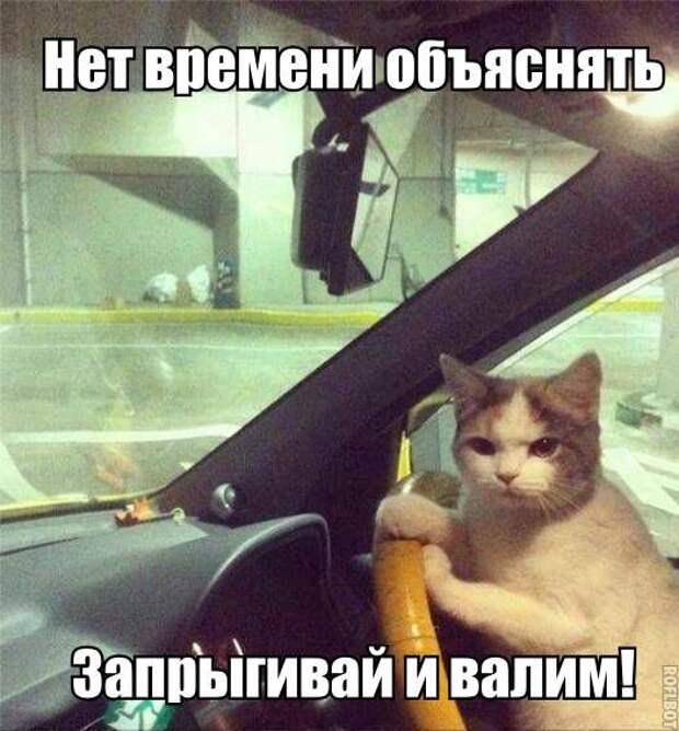 кот, прикол, юмор