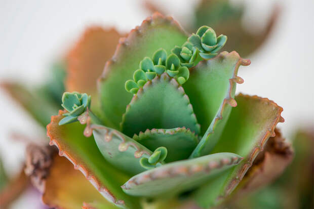 Россиянам назвали признаки того, что комнатное растение необходимо пересаживать