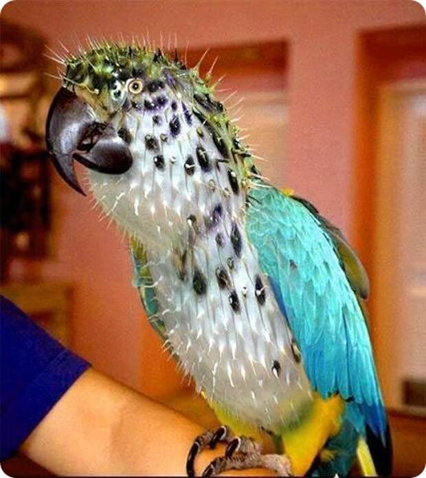 неведомых животных