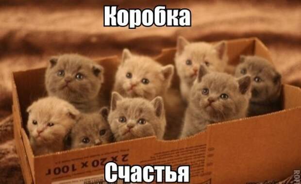 Коробка счастья