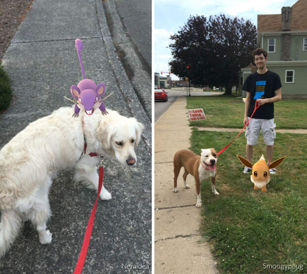 pokemon-go-dog-walking-animal-shelter-muncie-14