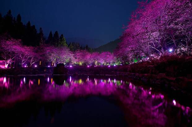 Вишневый цвет Cherry Blossom 2 Вишневый цвет