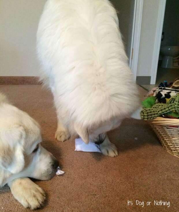 Great Pyrenees