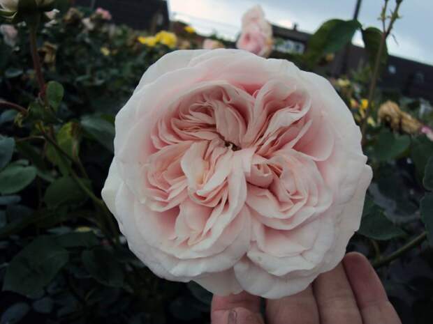 роза Сувенир де ла мальмезон фото, разновидности роз, уход за розой