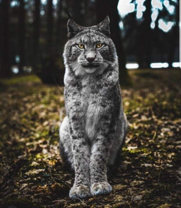 Дикие кошки