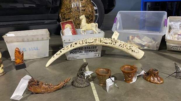В США пресекли крупнейшую партию контрабанды слоновой кости