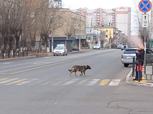 За сутки в Чите отловили 19 бездомных собак