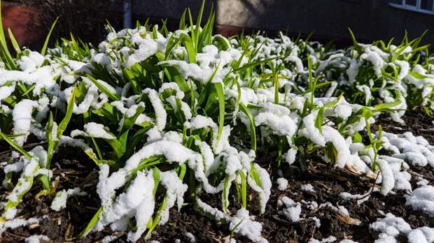 До +2. О погоде в Барнауле 24 ноября