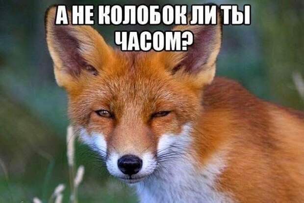 Картинки со смешными подписями