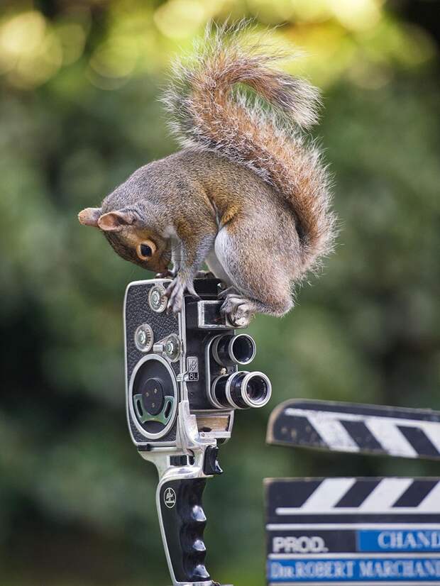CuriousSquirrels01 Любопытные белки в кадре британского фотографа
