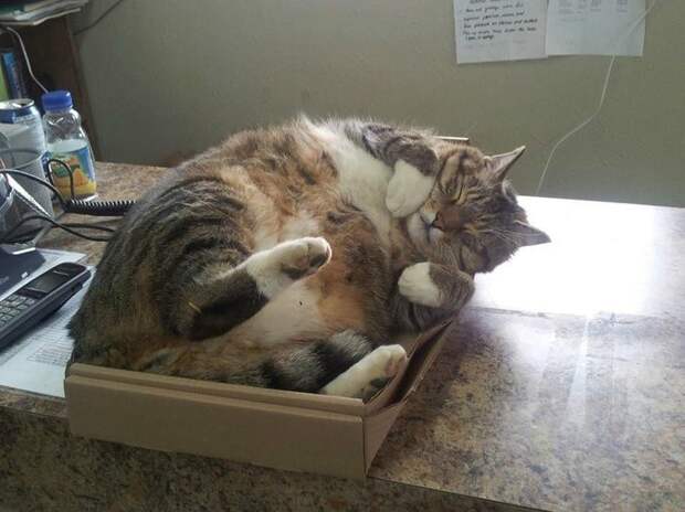 упитанный кот в коробке