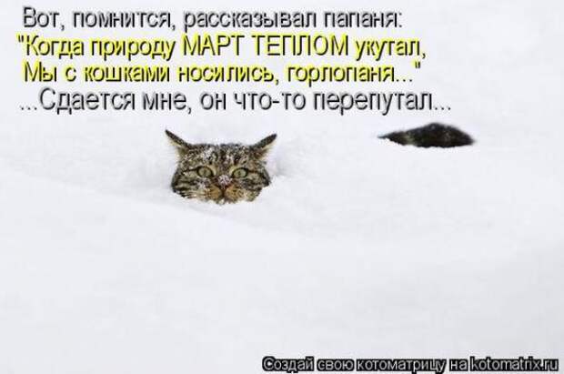 Котоматрицы(картинки с надписями)