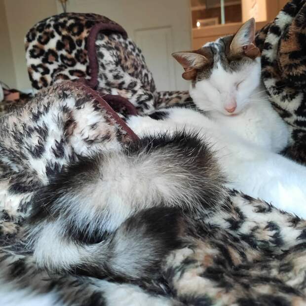 Кот с четырьмя ушами Кот с четырьмя ушами