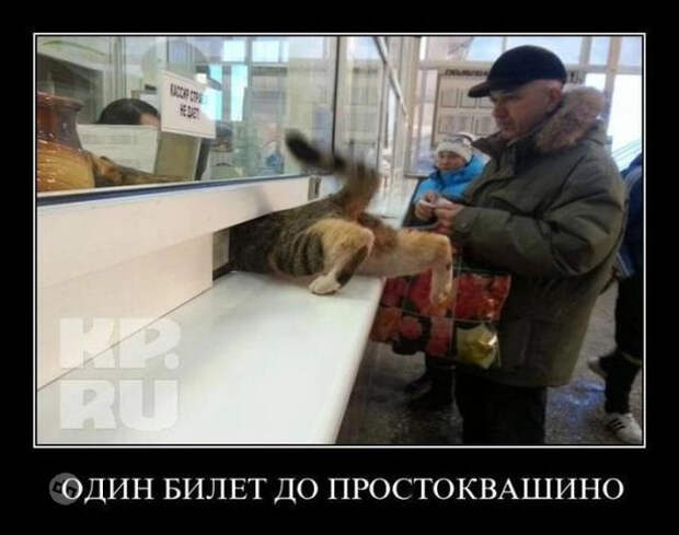 Ржачные демотиваторы: смешные картинки для поднятия настроения