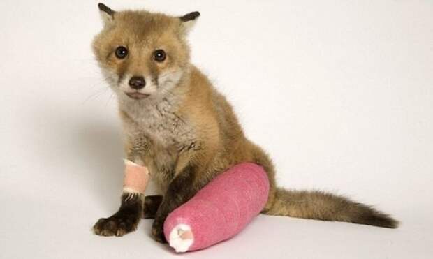 Baby Fox In Cast