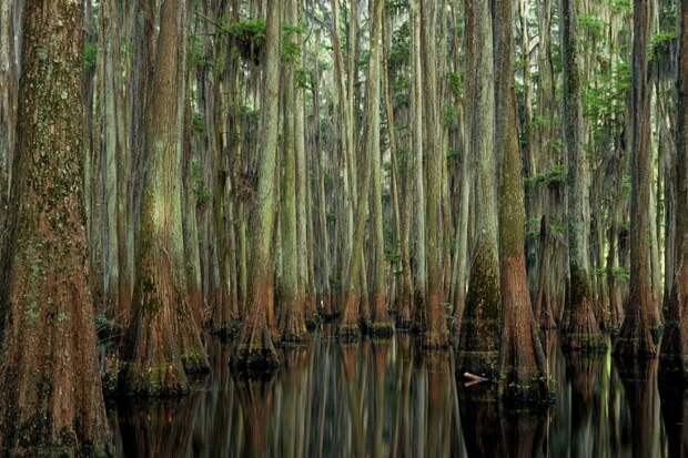 Фантастические кипарисы озера Каддо (Caddo lake), США