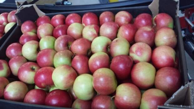 Поставки яблок из Белоруссии в РФ в пять раз превысили собранный урожай