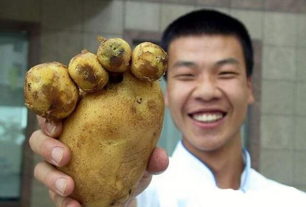 Картофельфест  картофель, прикол, юмор