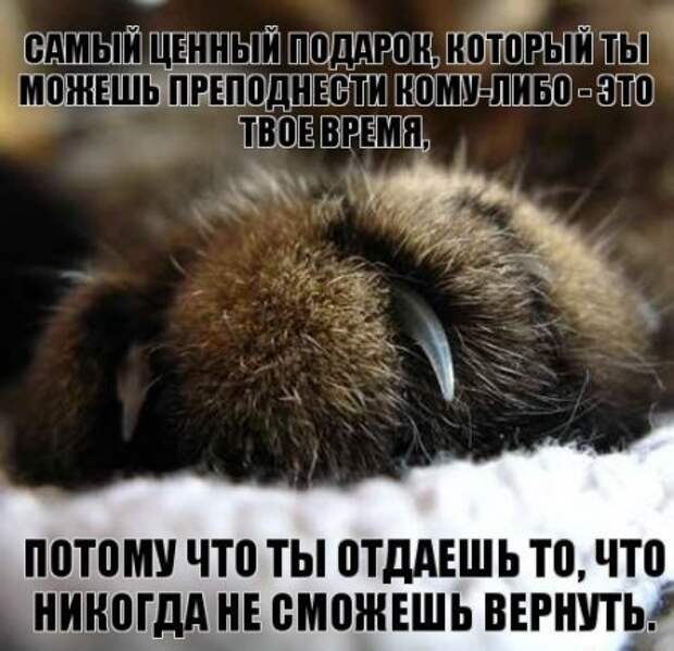 Интересные фразы с картинками о жизни и с юмором.