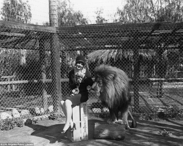 Знаменитая "голливудская львиная ферма": архивные фотографии 1925 - 1942 гг архивные снимки, архивные фото, дрессированные, дрессировщик, лев, львы, сша