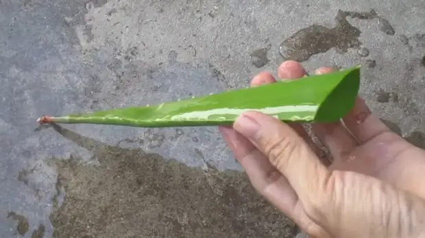 ������ ��� �������� ������: ������ ������� ���� ���� � ��������