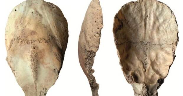 В Денисовой пещере обнаружили чашечку из мозговой коробки животного