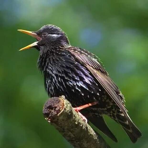 Скворец.Яндекс.Фотки Красивые Птицы, Яндекс, Животные.