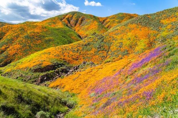 Толпы туристов в Калифорнии: местные холмы «пылают» редким цветением оранжевых маков