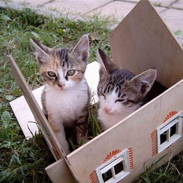 домики для котят