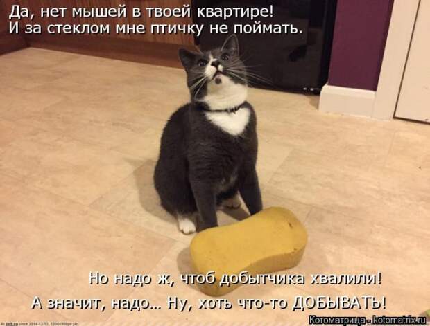 Лучшие котоматрицы недели (50 фото)