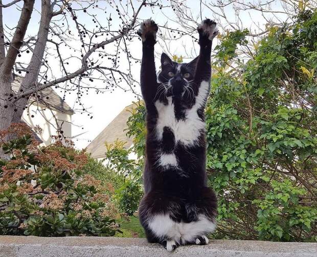 Своеобразный кот, который каждый раз поднимает лапы вот так, когда видит хозяина (12 фото)
