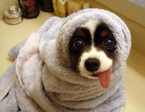 Забавные животные, показывающие нам язык