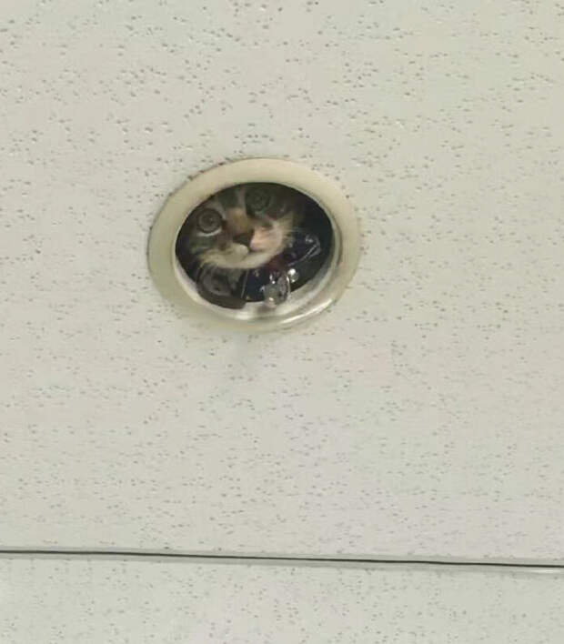 office-ceiling-cat-monitoring-omocha-no-uma-2