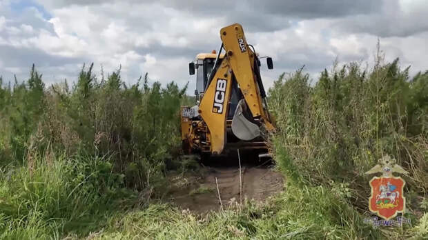 В Подмосковье полиция уничтожила 800 кг дикорастущей конопли