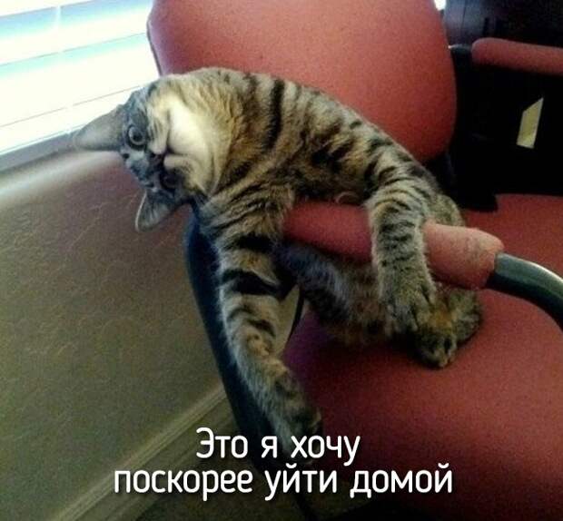 Не отличить даже при ближайшем рассмотрении — 20 животных, которые ведут себя совсем как я! Не отличить даже при ближайшем рассмотрении — 20 животных, которые ведут себя совсем как я!