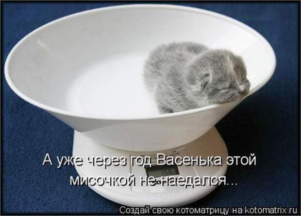 Котоматрицы(картинки с надписями)